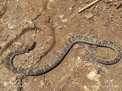 Bothrops leucurus