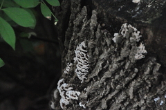 Schizophyllaceae