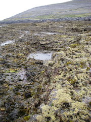 Nemalion elminthoides