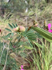 Tephrosia grandiflora