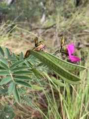 Tephrosia grandiflora
