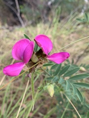 Tephrosia grandiflora