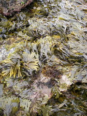 Cladostephus spongiosus