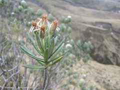 Linochilus rupestris