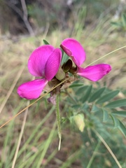 Tephrosia grandiflora