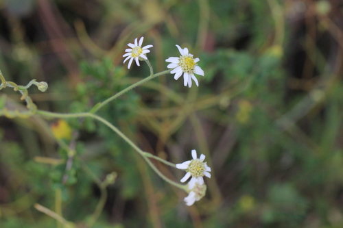 Aster hispidus iNat (3)