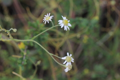 Aster hispidus