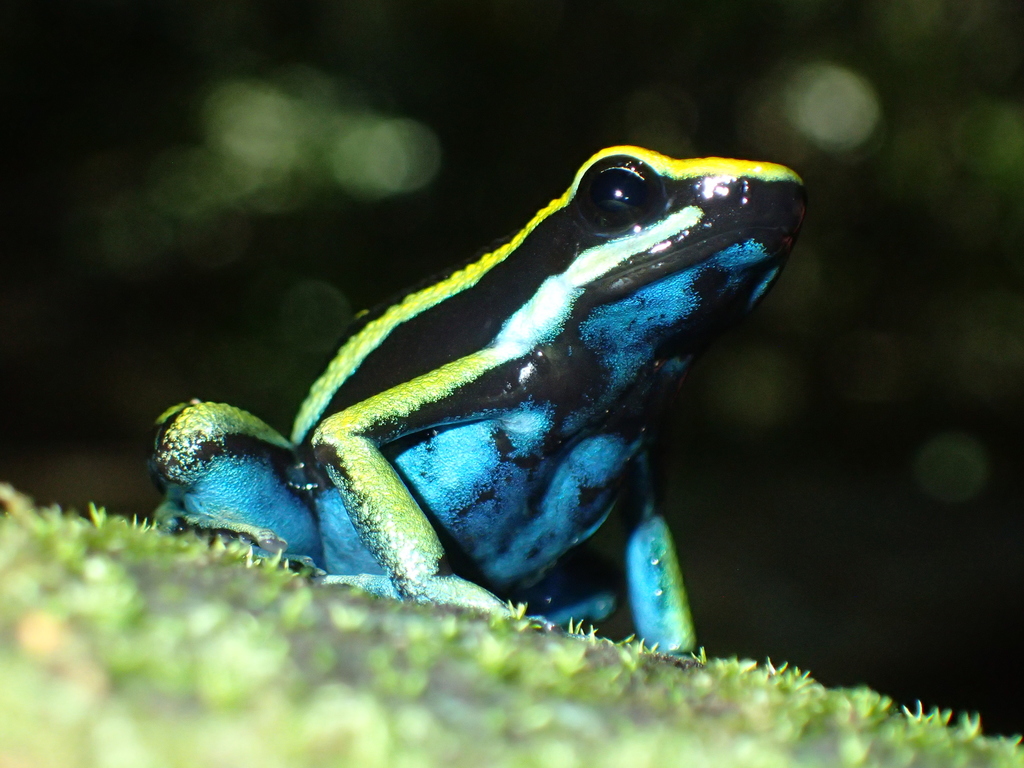 Pleasing Poison Frog