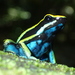 Pleasing Poison Frog - Photo (c) Tom Kirschey, some rights reserved (CC BY-NC), uploaded by Tom Kirschey