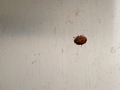 Mulsantina mexicana