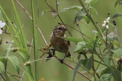 Sporophila morelleti