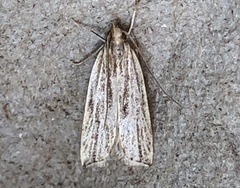 Helcystogramma hystricella
