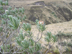 Linochilus rupestris