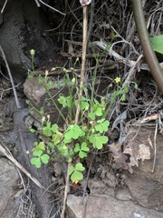 Oxalis