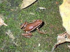 Ameerega altamazonica
