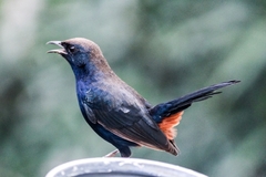 Copsychus fulicatus