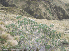 Linochilus rupestris