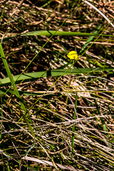 Argyrolobium harveyanum