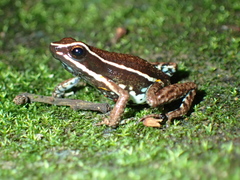 Ameerega altamazonica