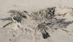 Pelecanus occidentalis