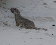 Xerospermophilus spilosoma