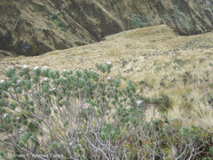 Linochilus rupestris