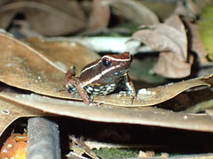 Ameerega altamazonica