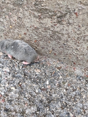 Anourosorex squamipes