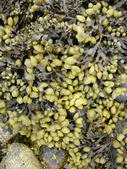 Fucus guiryi