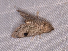 Abablemma brimleyana