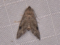 Abablemma brimleyana