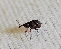 Cyrtobagous salviniae