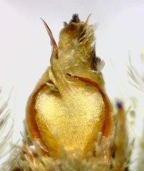 Eupithecia columbiata
