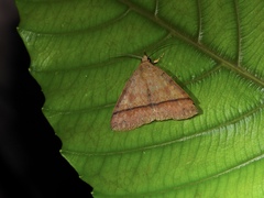 Ugia