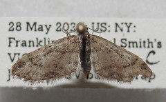 Eupithecia columbiata