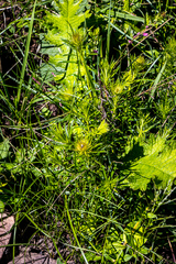 Berkheya insignis