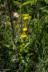 Berkheya speciosa