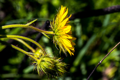 Berkheya speciosa