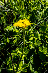 Berkheya umbellata