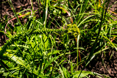 Berkheya umbellata
