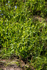 Callilepis laureola