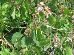 Bauhinia pringlei
