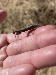 Litaneutria ocularis