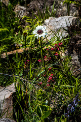 Callilepis laureola