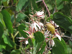 Bauhinia pringlei