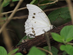 Morpho polyphemus polyphemus
