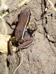 Ameerega altamazonica