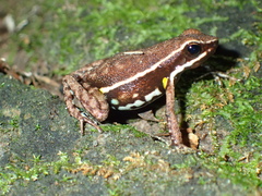 Ameerega altamazonica