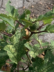 Datura stramonium