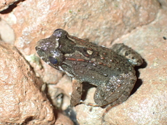 Leptodactylus wagneri